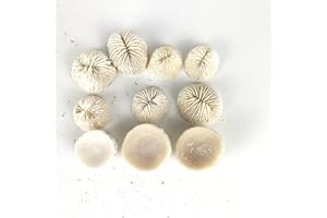 Worlds 10 PC Natural White Mushroom Coral Aquarium Fish Tank Decor Sea Mushroom Coral 1" Inch