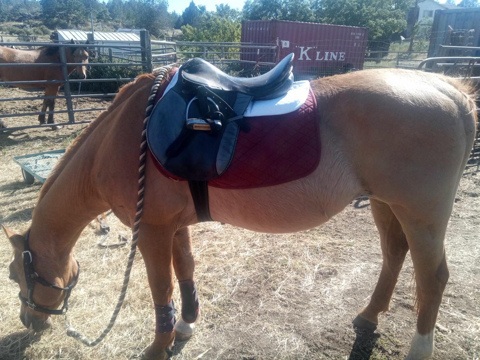 11/mo Finance ECP All Purpose Diamond Quilted Poly Cotton English