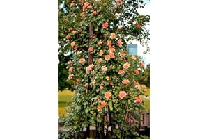 VAACNEE 100 Orange Climbing Rose Rosa Bush Vine Climber Fragrant Butterfly Flower Seeds