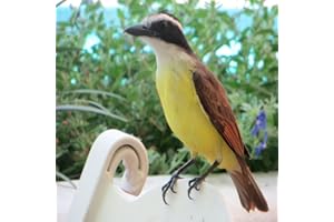 Identifying Backyard Birds of America - Kindle Edition