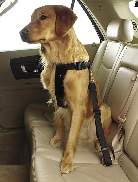 amazon dog car harness