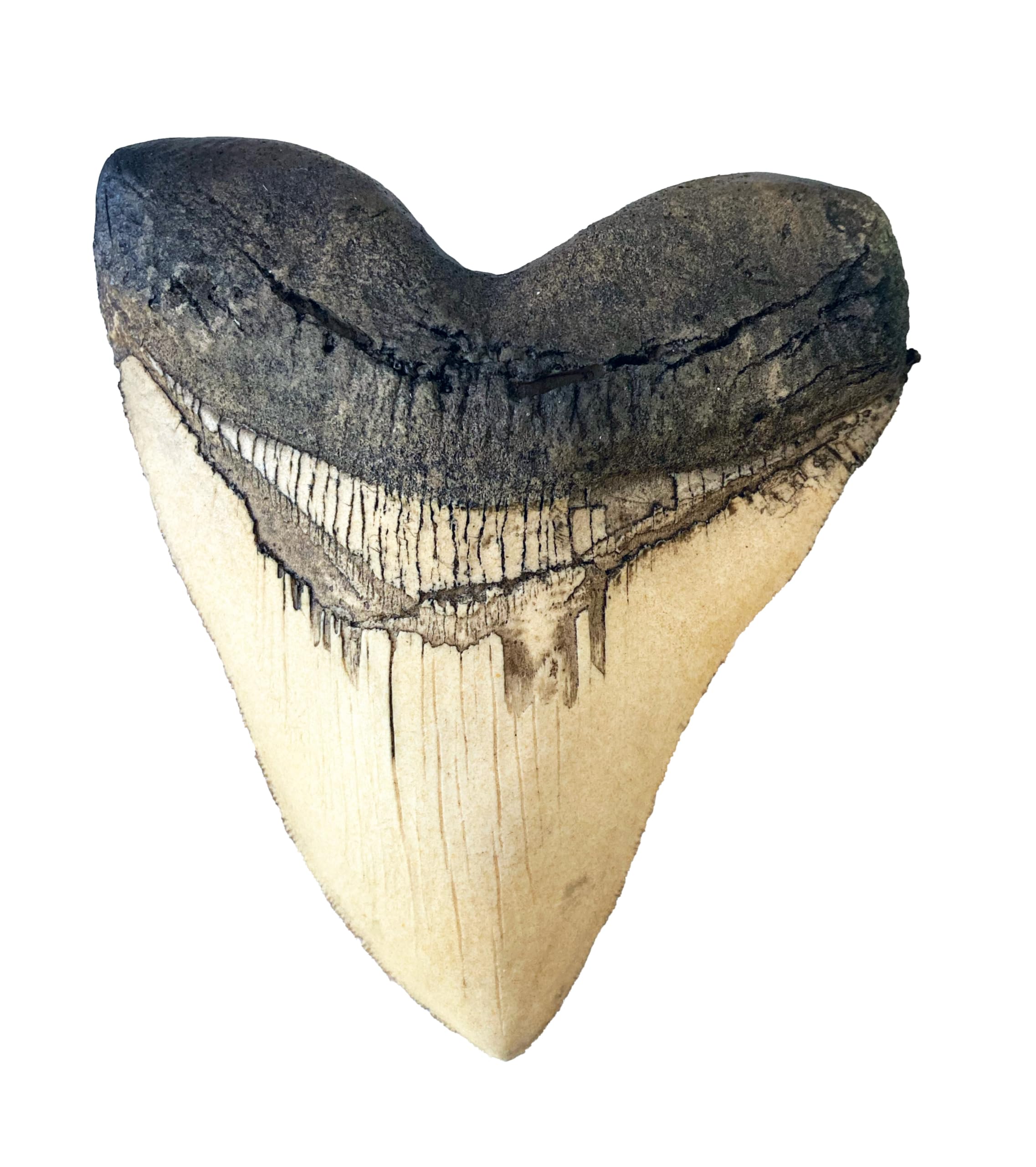 Megalodon Giant Shark Tooth
