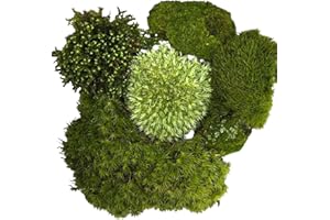 Tin Roof Treasure Live Terrarium Moss Assortment