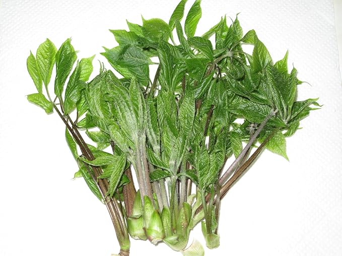 Amazon こしあぶら 500g 信州新鮮屋 山菜 通販