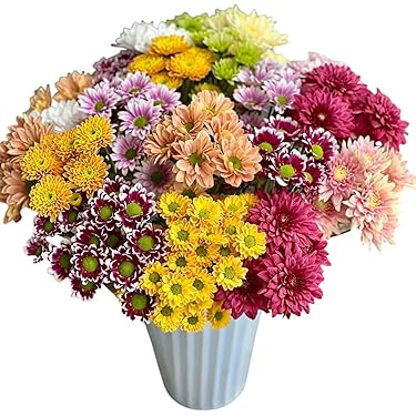 Amazon.com : 20 Stems Fresh Cut Random Mixed Color Daisy Flowers