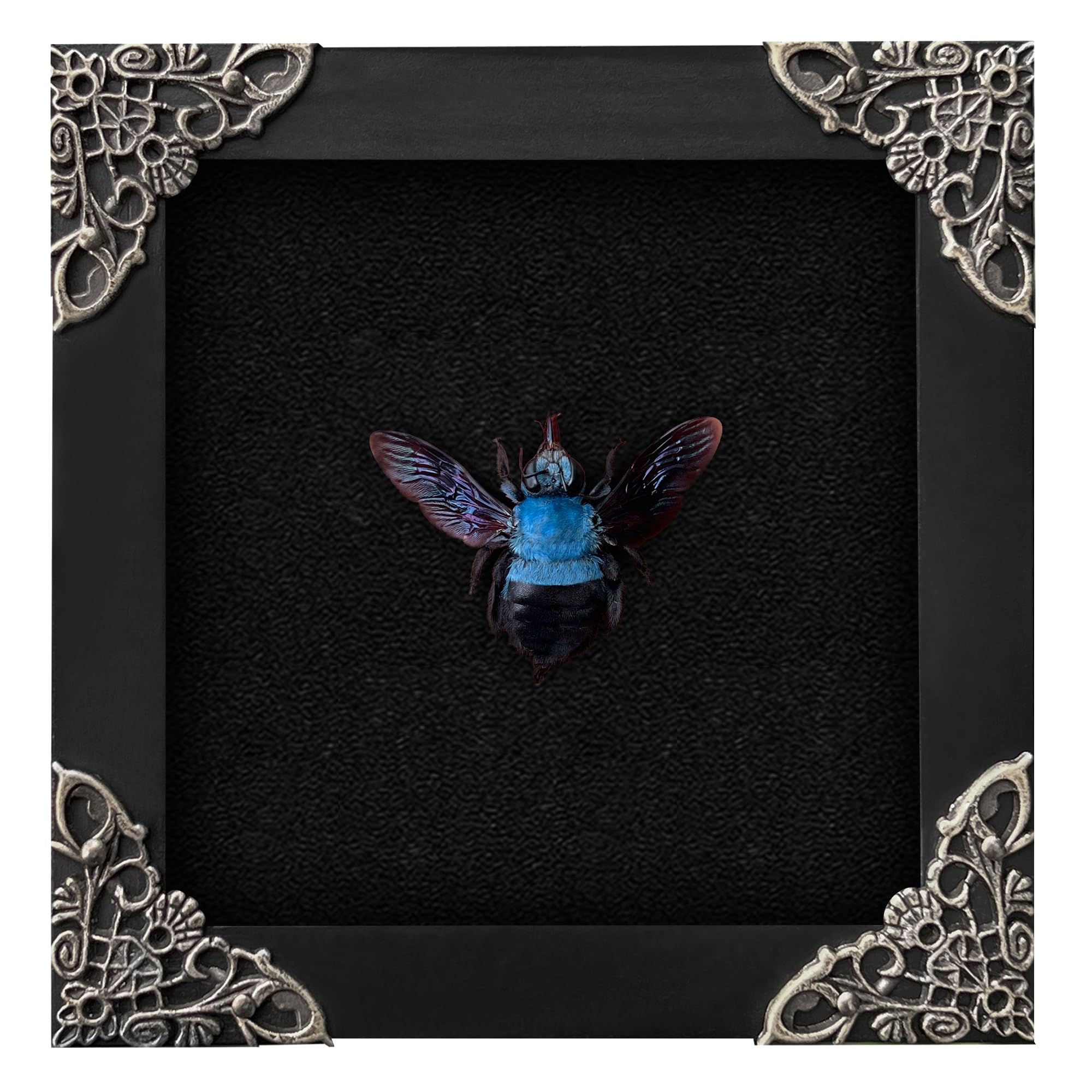VinaTimes Real Framed Blue Carpenter Bee Dead Insect Dried Bug Shadow Box Black Wooden Frame Taxidermy Bumblebee Specimen Display Oddity Tabletop Standable Wall Hanging Home Decor K12-61-DE