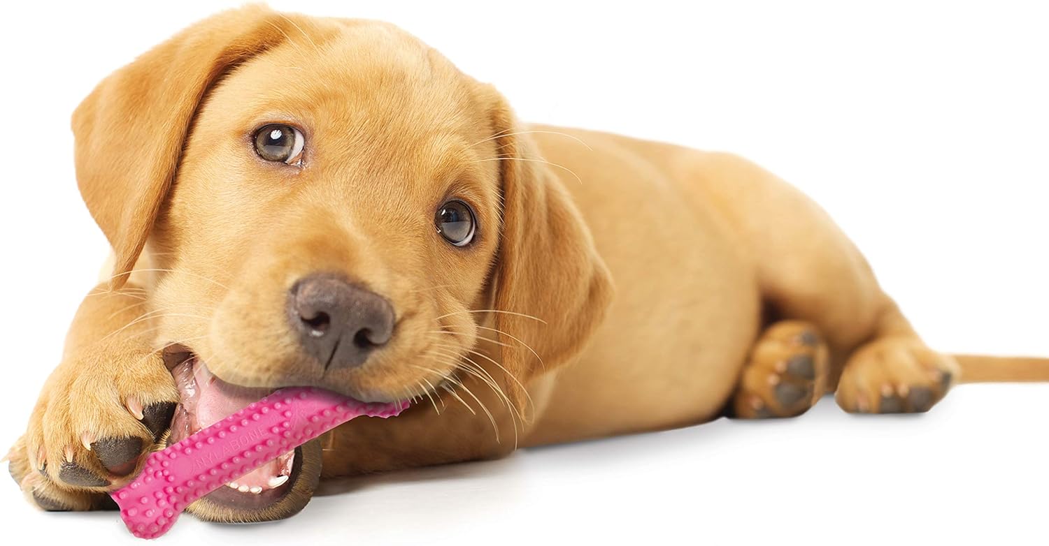Pet Supplies : Nylabone Puppy Teething & Soothing Flexible Chew Toy Chicken Petite : 