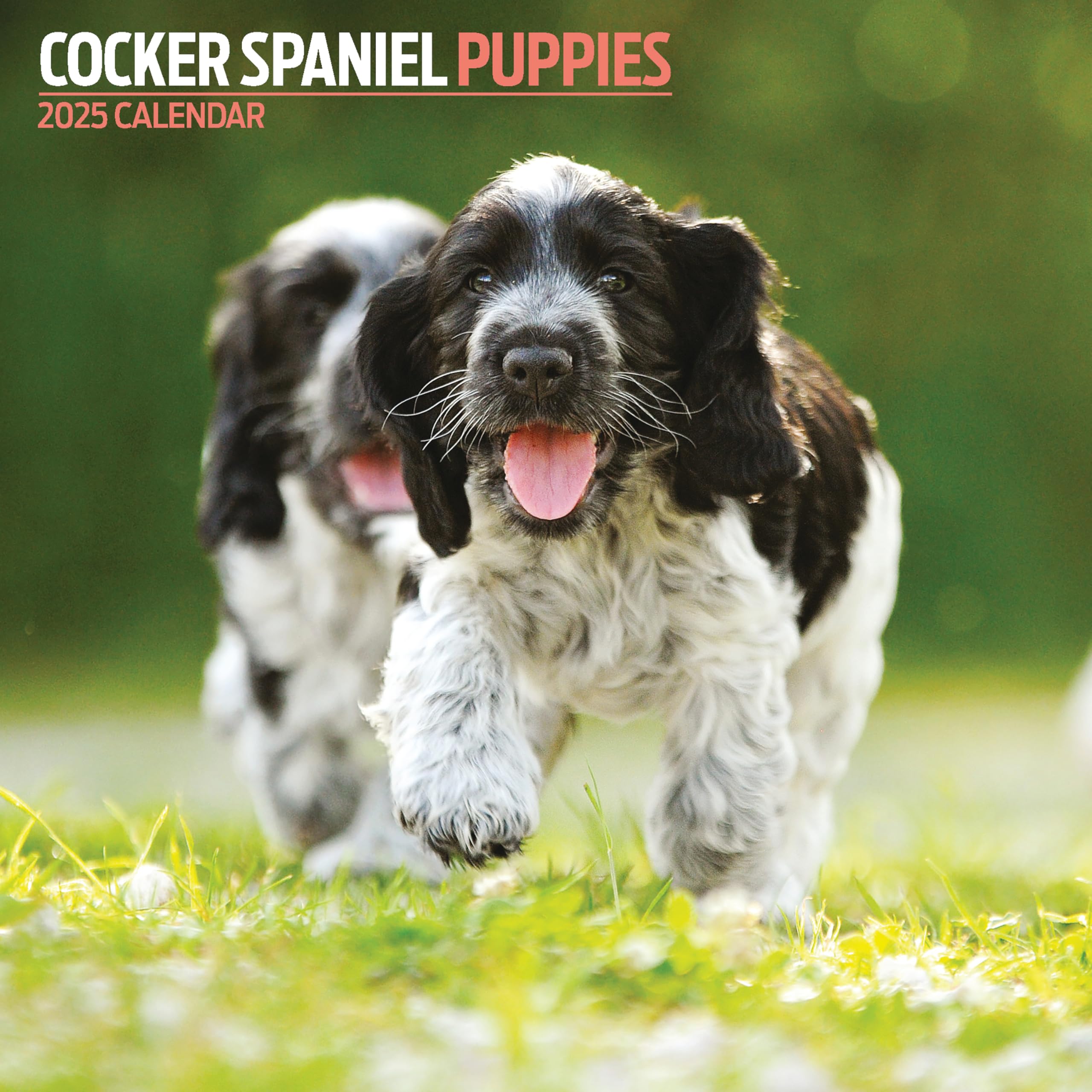 Cocker Spaniel Puppies 2025 Calendar