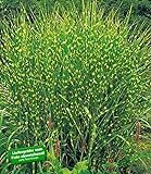 Chinaschilf eulalie Chinaschilf eulalie