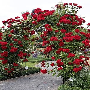 Azalea Gardens Rare 1 Rose Plant Rose  Climbing RedFragrant Rare New Season Rose Live Plant