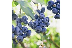 GSB GARDEN STATE BULB Garden State Bulb Jersey Blueberry, Live Bare Root, Non-GMO (Bag of 1)