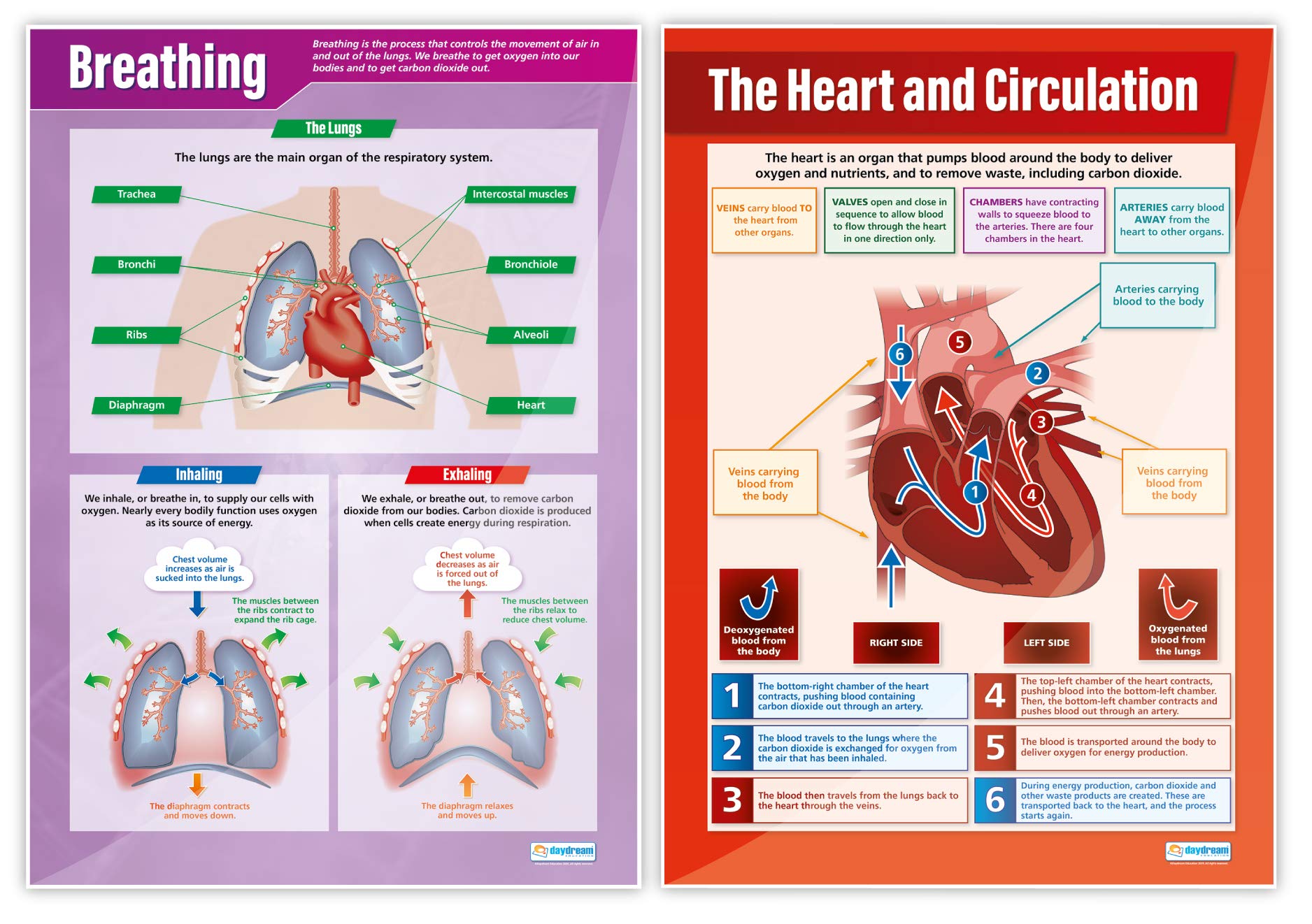 Mua Daydream Education Elementary Anatomy Science Posters - Set of 8 ...