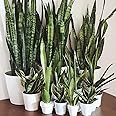 CHUXAY GARDEN 100 Seeds Mix Sansevieria Trifasciata-Dracaena Trifasciata,Snake Plant,Mother-in-law's Tongue Evergreen Perennial Plant Heat-Tolerant Extremely Decorative