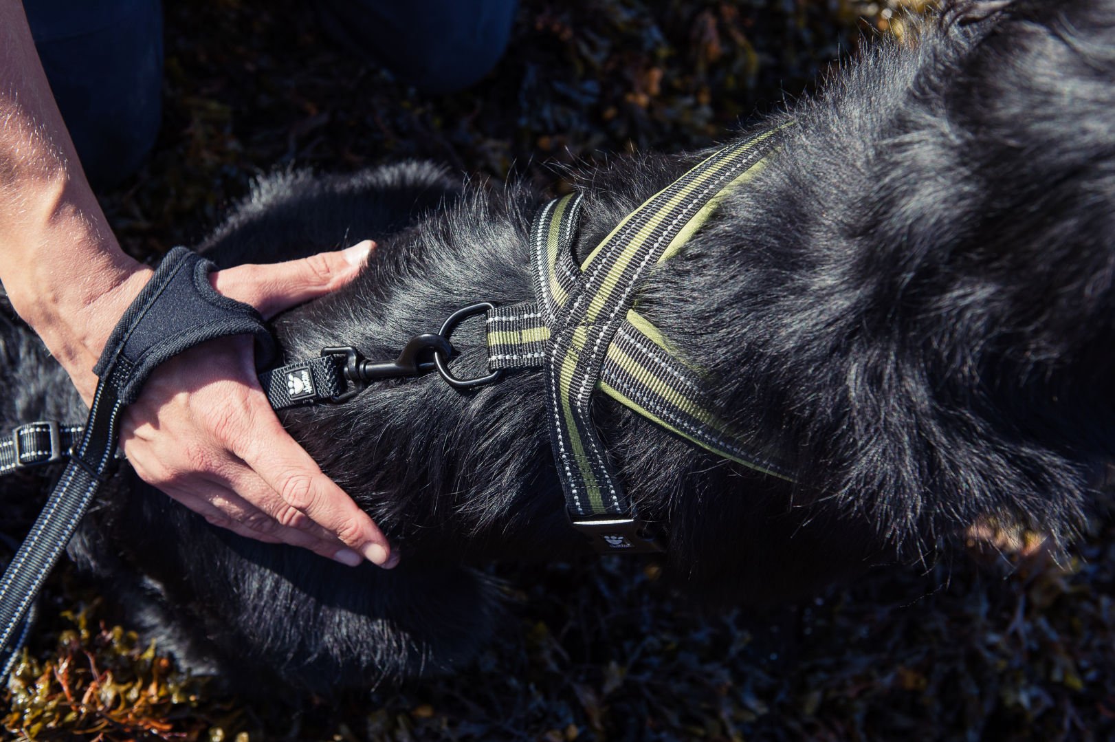 Hurtta Collection Free Hand Leash for Pets, 5Feet by 11/4Inch