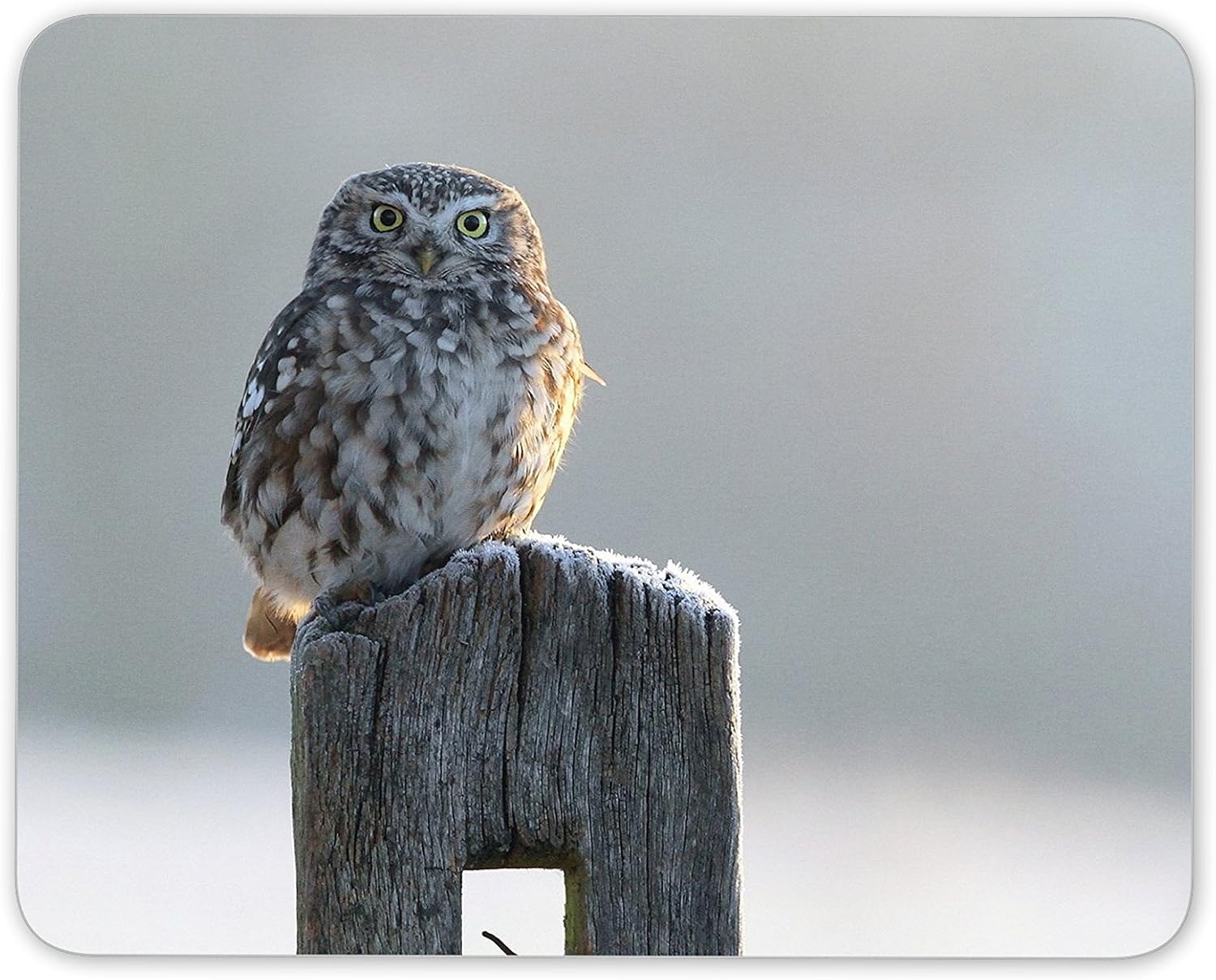Destination Vinyl Ltd Beautiful Owl in Winter Mouse Mat Pad - Bird Birds Owls Mum Computer #8890, Multicolor, 23.5cm x 19.6cm x 5mm