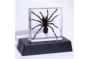 OKIYID Light Up Taxidermy Spider, Real Spider Specimens Animal Specimen in Resin for Science Classroom Science Education,Colorful Lighting Taxidermy with LED Base, Spider Decor Display Gifts