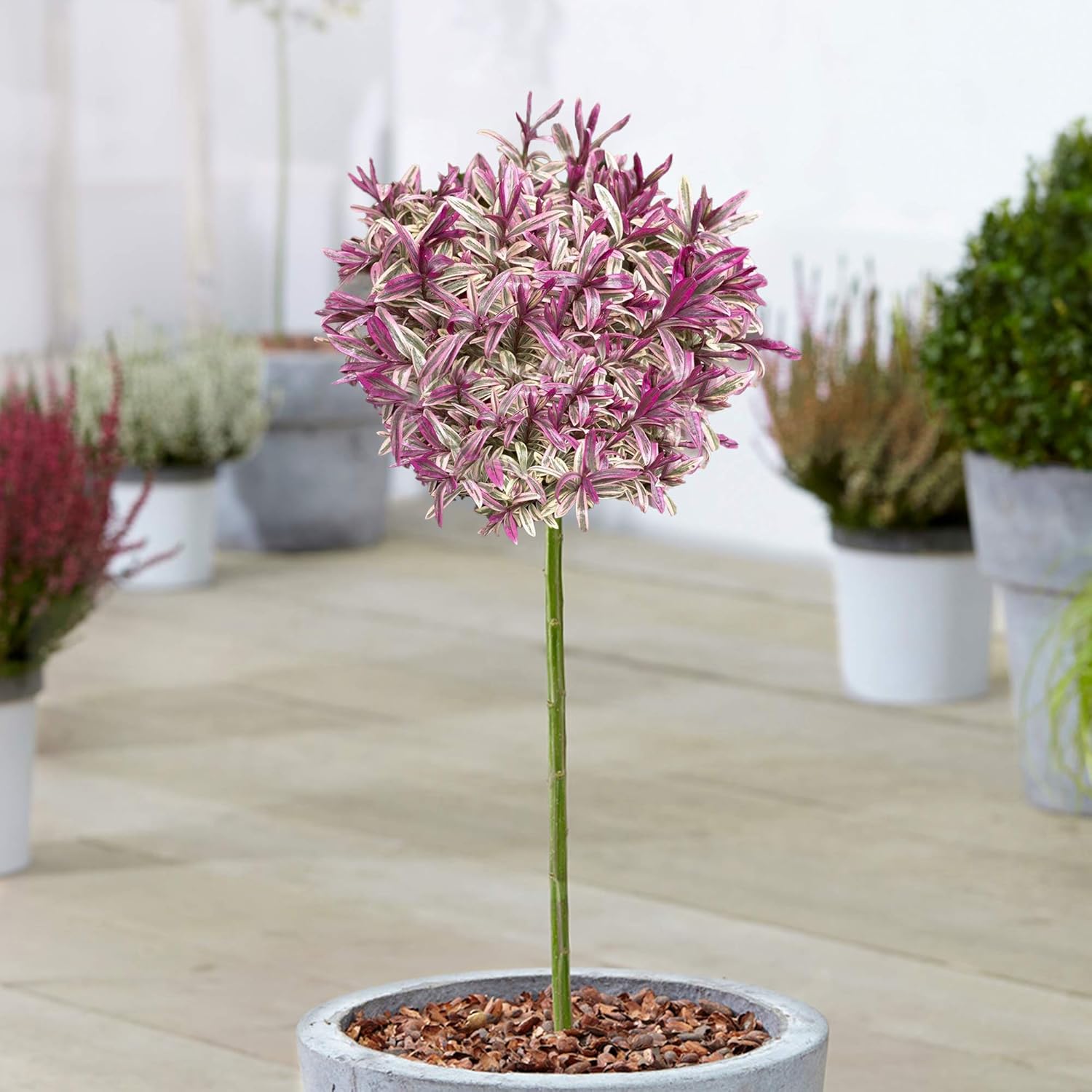 Hebe Black Magic Tree Potted Evergreen Ornamental Trees for Small