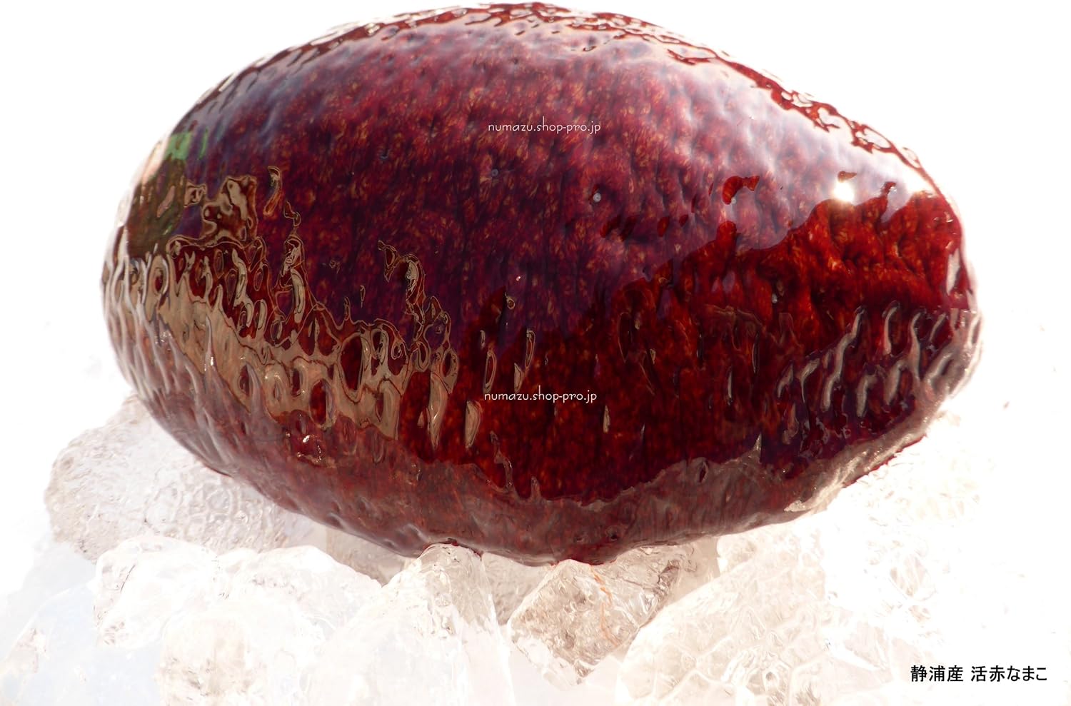 Amazon 静浦港 お刺身用 赤ナマコ 特 約1k 静浦漁港 鮮魚 通販