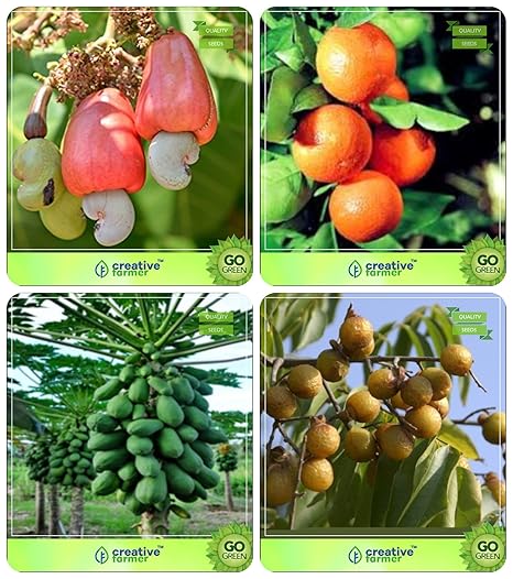 Creative Farmer Garden Tree Plants For Home Cashew,Orange,Papaya,Sapindus Emarginatus Combo For Home Garden Fruit Seeds& Nut Seeds Seeds