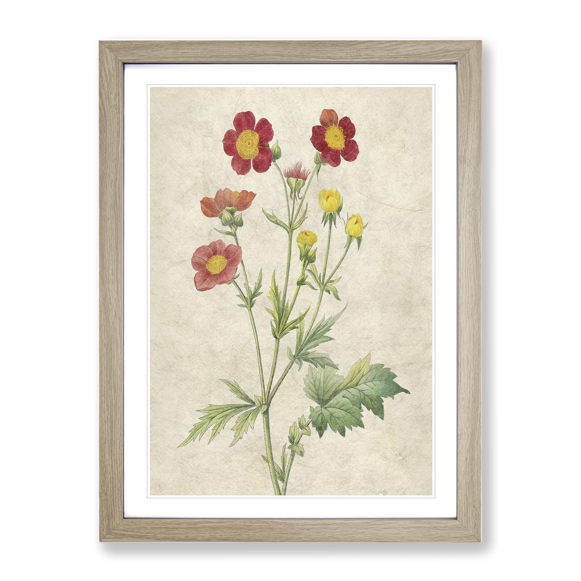 Red Geum Flowers By Pierre Joseph Redoute Vintage Framed Wall Art Print, Ready to Hang Picture for Living Room Bedroom Home Office Décor, Oak A4 (34 x 25 cm)