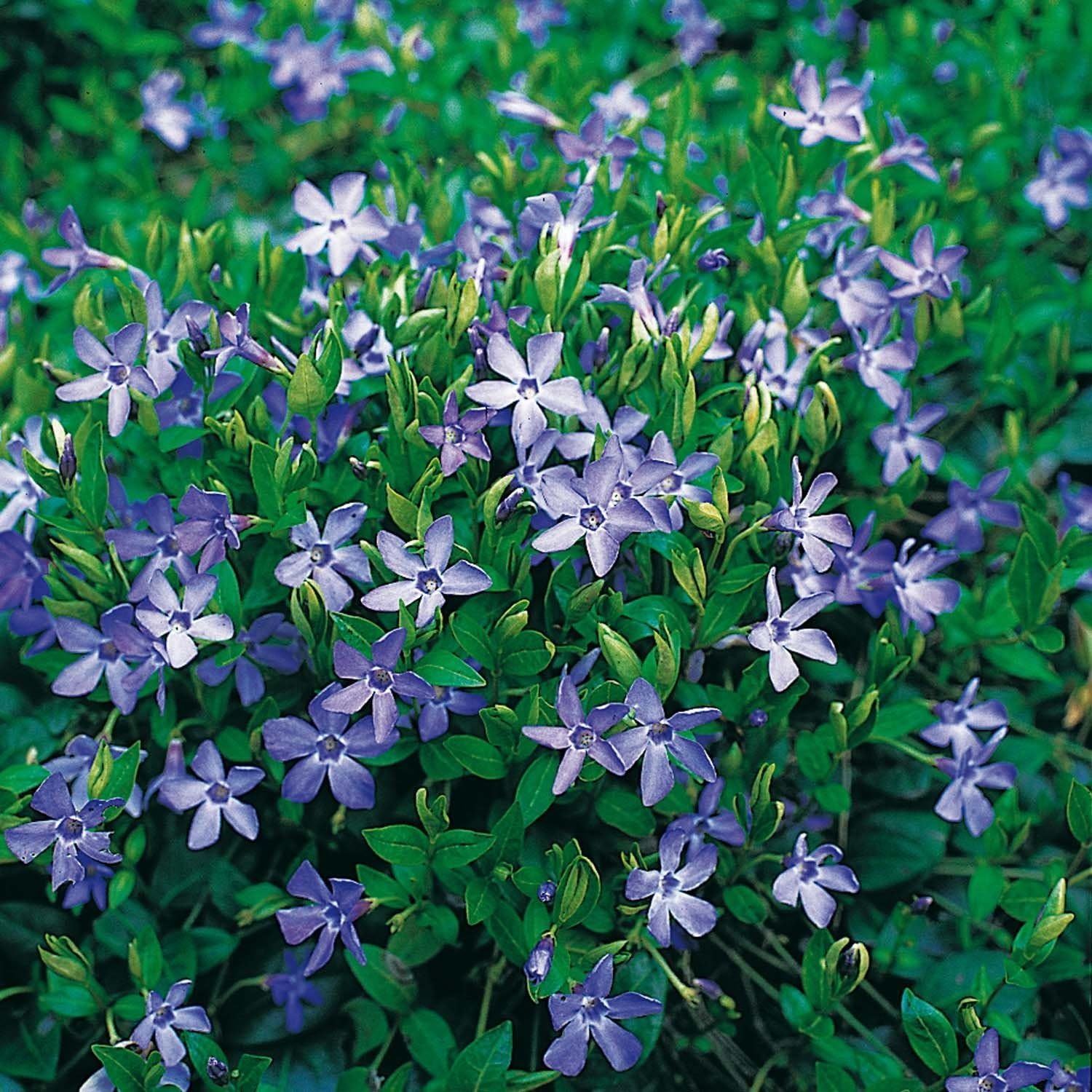 Vinca minor blau - Kleines Immergrün - Bodendecker mit violett-blauen