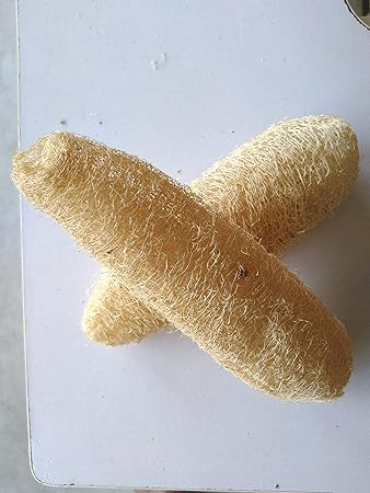 SharanyaD Pack of 6 100% Natural Whole Loofah| bath Sponge| Body Scrubber| Natural Loofah| Loofah Sponge| Kitchen Sponge
