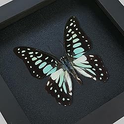 2 Real Framed Butterflies Insect Black Wood Frame