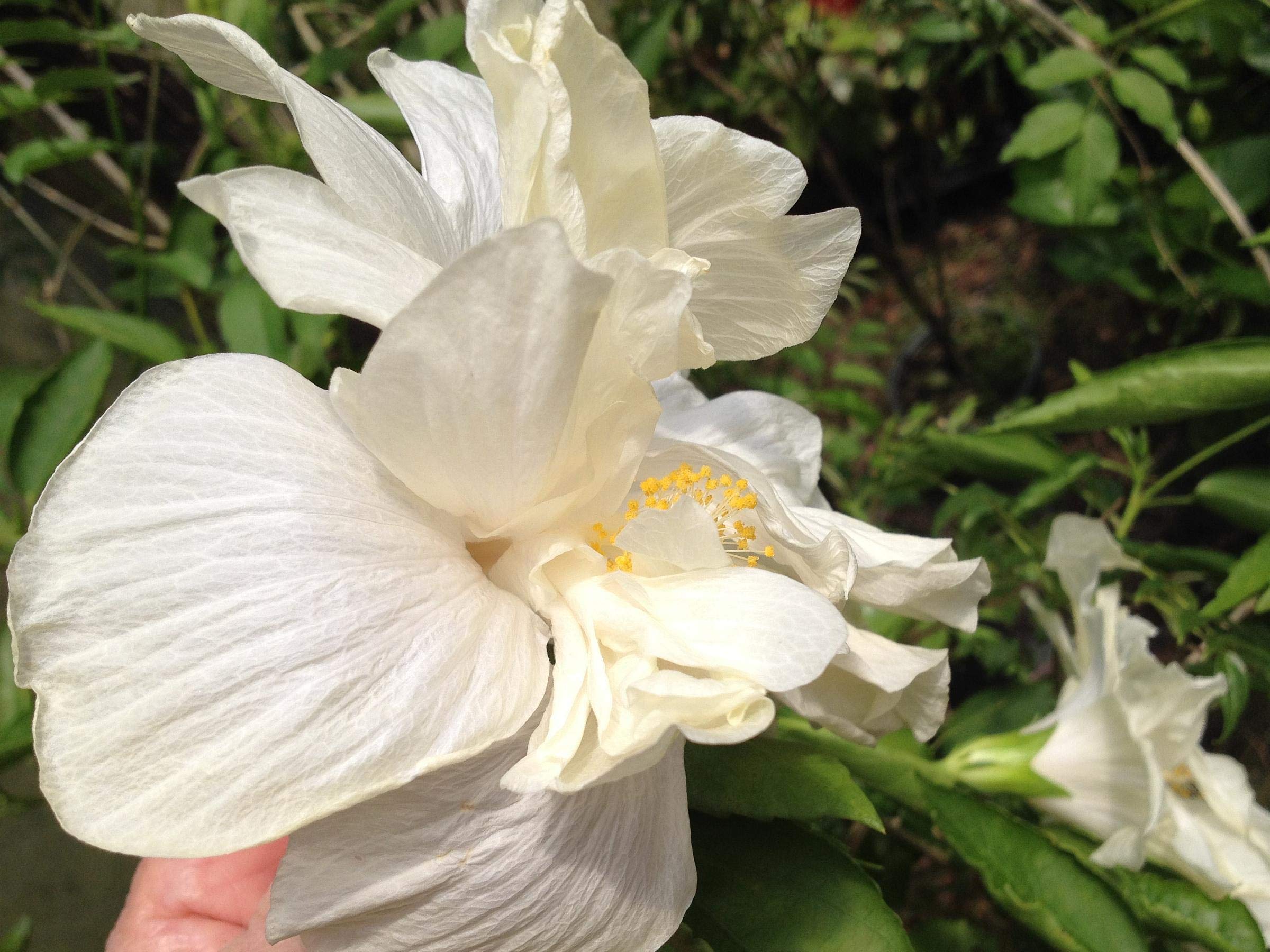 Marilyn Tropical Landscape Hibiscus Live Plant Rare Almost Pure White