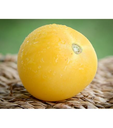 What Is Cocona Fruit
