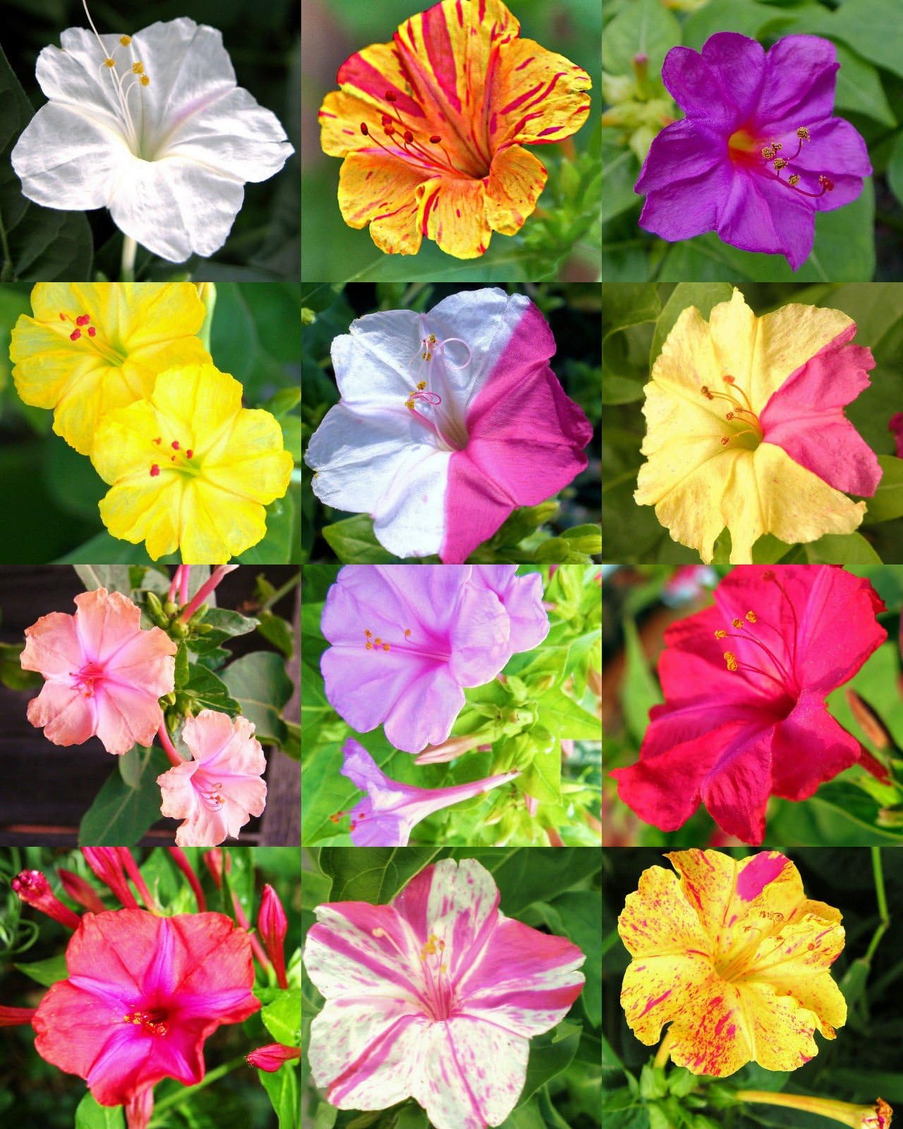 Four O'CLOCK Flower Mix Mirabilis Jalapa Caudex Fragrant Succulent Seed 30 Seeds