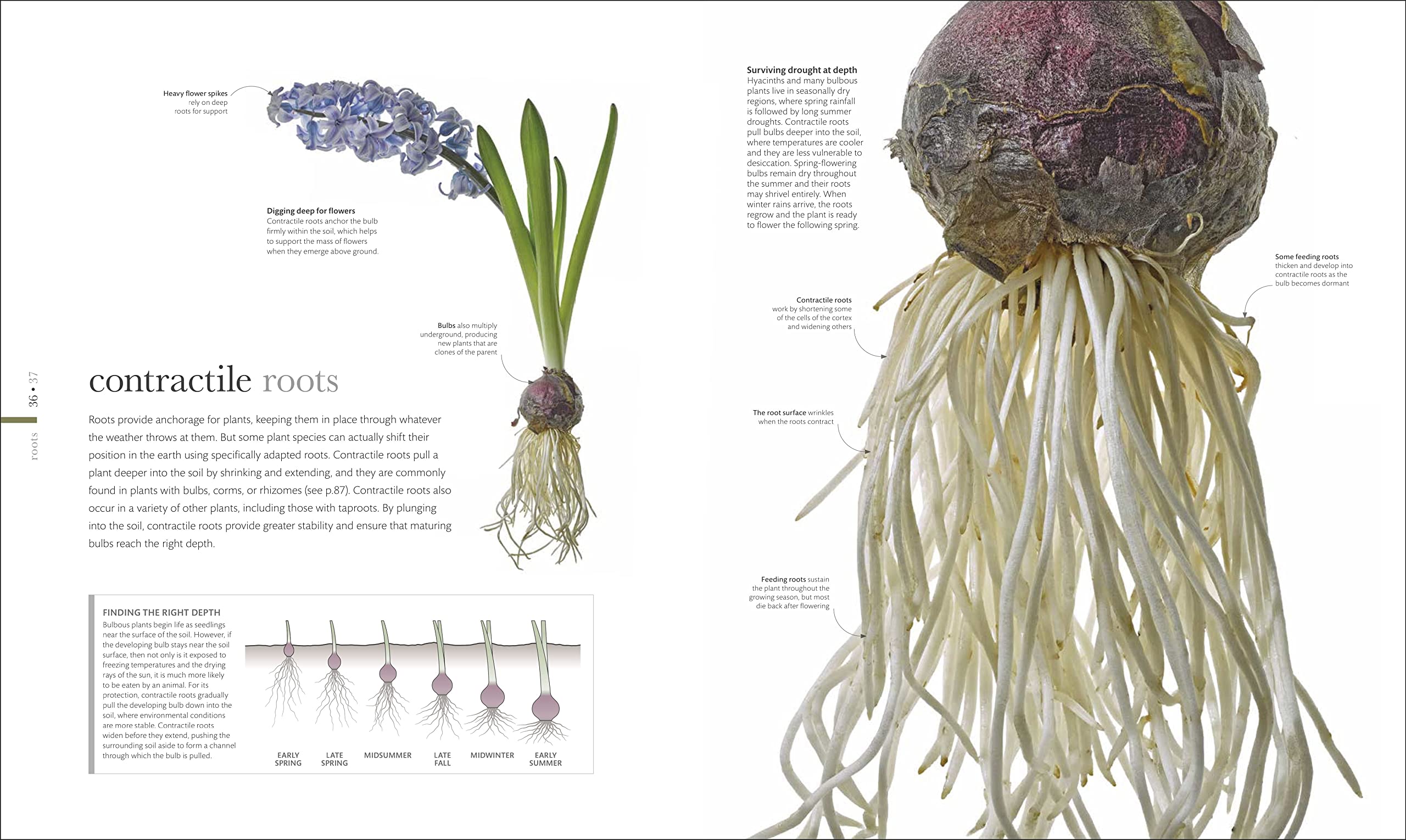 The Science of Plants: Inside Their Secret World (DK Secret World Encyclopedias)
