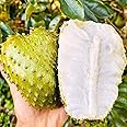 10+Seed Soursop Fruit Tree Seed for Planting Outdoor- Non-GMO Heirloom Fresh Tropical Fruit Plant in Your Containers Home Garden