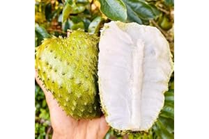CARPET CREEPING 10+Seed Soursop Fruit Tree Seed for Planting Outdoor- Non-GMO Heirloom Fresh Tropical Fruit Plant in Your Containers Home Garden