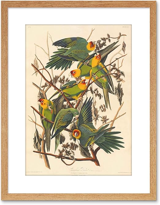 audubon carolina parakeet