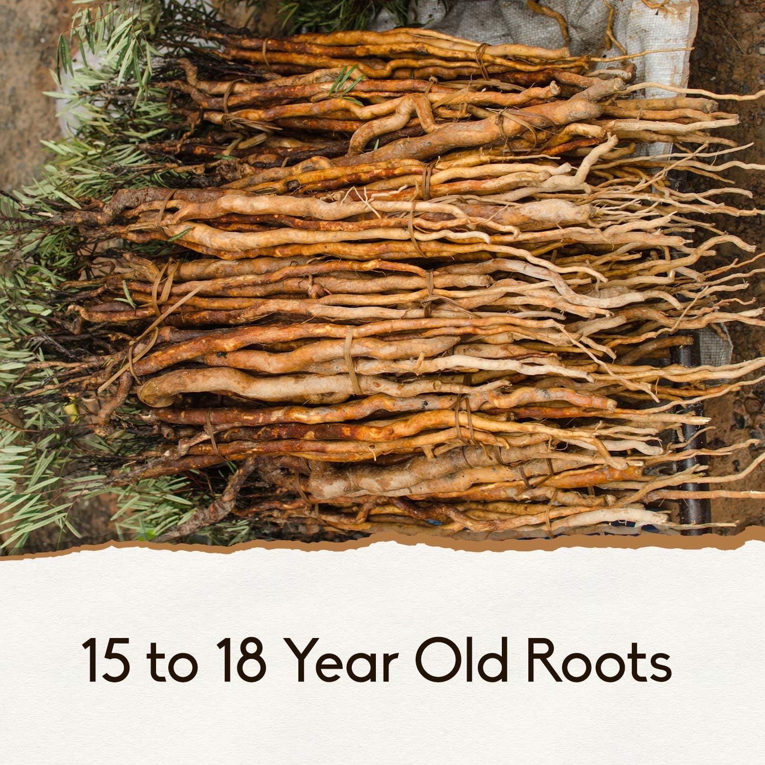 Pure Indonesian (Sumatran) Tongkat Ali Extract Powder by Holistic BIn, Wild Harvested - 15+ Year Old Roots: Health & Personal Care