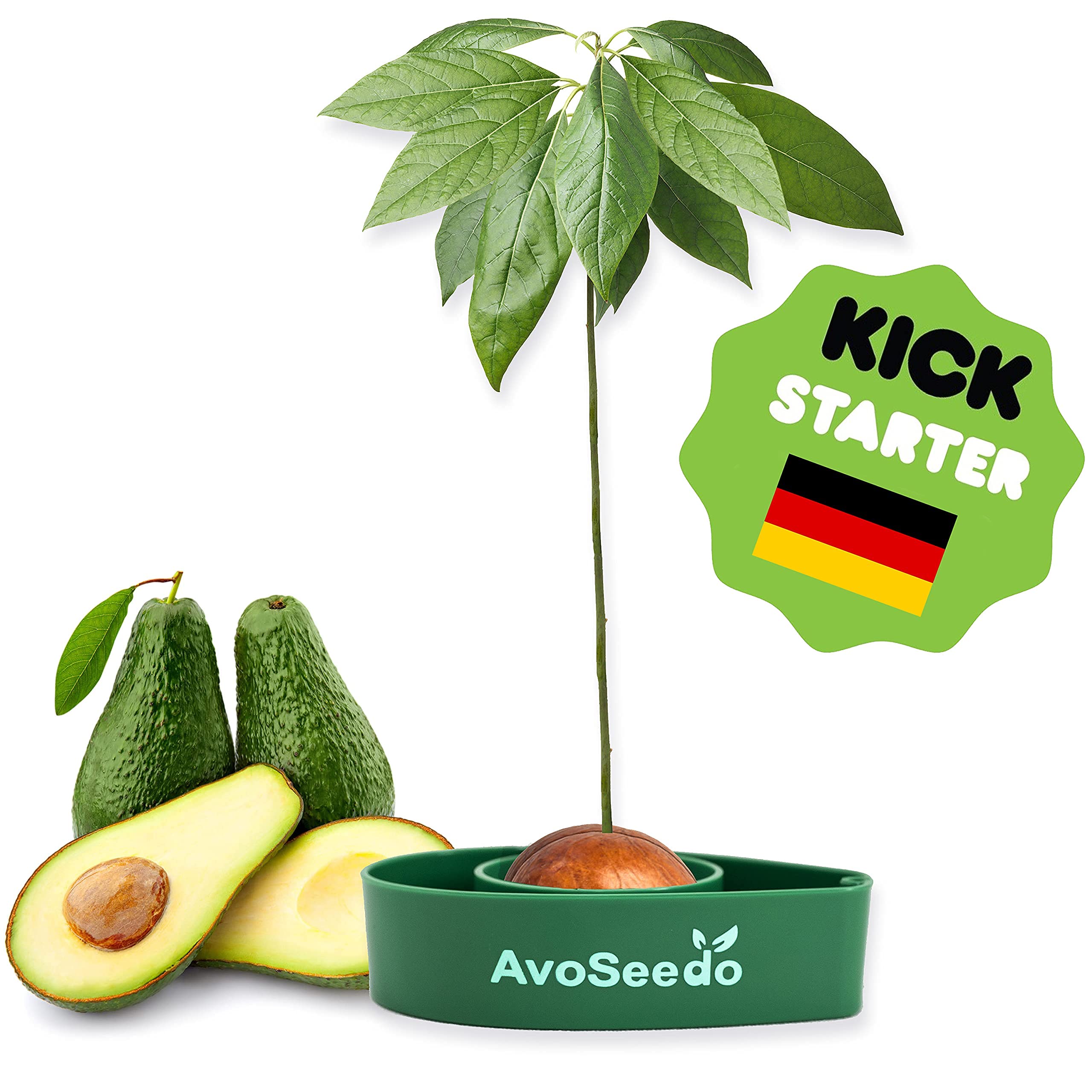 Avoseedo - Grow Your Own Avocado Tree