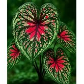 Spicy Lizard Caladium Bulbs for Planting &ndash; Colorful Tropical Foliage Plants &ndash; Shade Loving Indoor Houseplants for Containers, Patio &amp; Garden Decor (10 Bulbs)