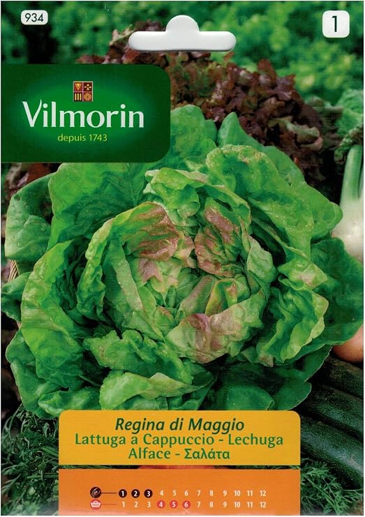 Sobre semillas LECHUGA REINA DE MAYO - 7 grs.: Amazon.es: Jardín