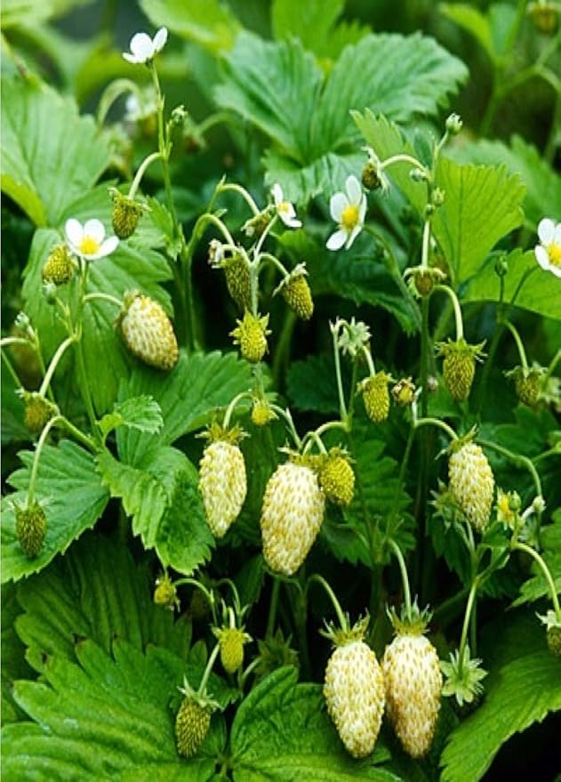 10 seeds of White Alpine Strawberry Seeds Garden & Outdoor