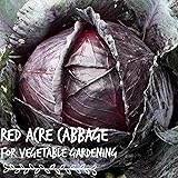 Red Acre Cabbage Microgreens & Sprouting Seeds