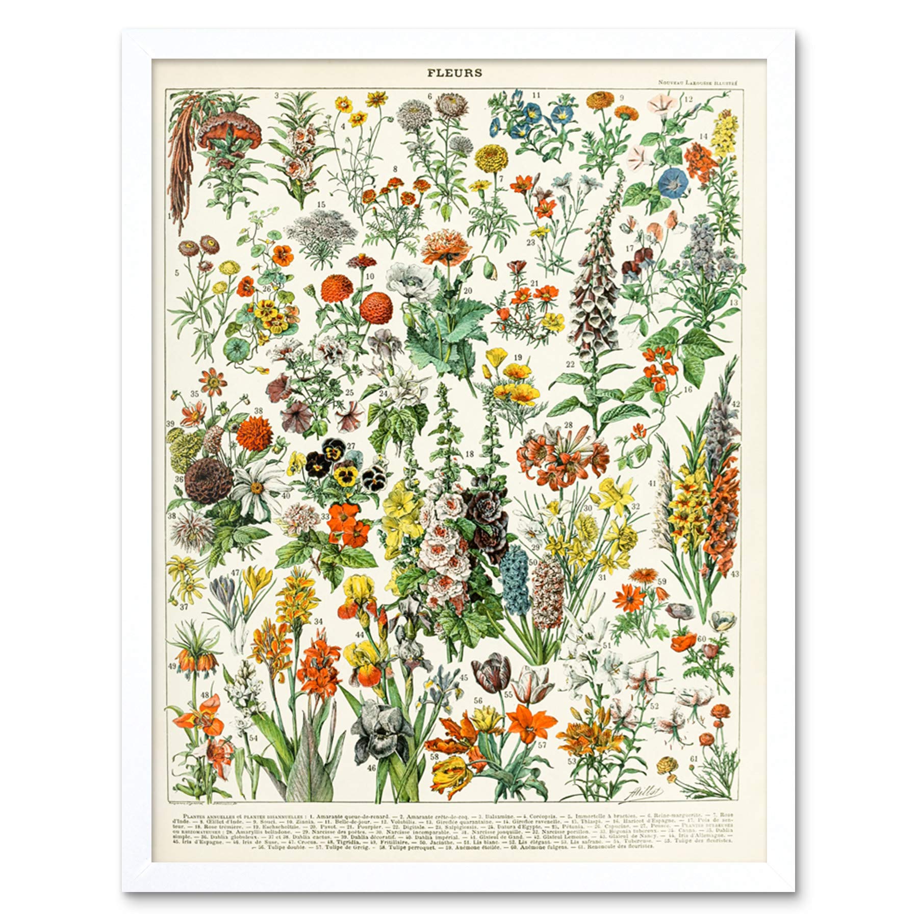 Artery8 Millot Encyclopedia Page Flowers Plants Art Print Framed Poster Wall Decor 12x16 inch