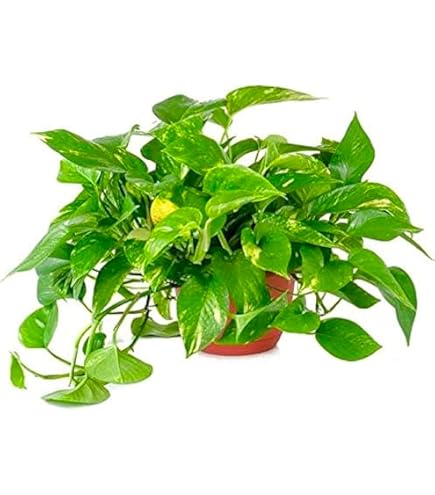 Amazon.com : American Plant Exchange Monstera Deliciosa  Live 10-Inch Pot  Split Leaf Plant, Large Statement Houseplant, Easy-Care Low-Maintenance Air  Purifying Tropical Vine for Home, Office & Garden Dcor : Patio, Lawn
