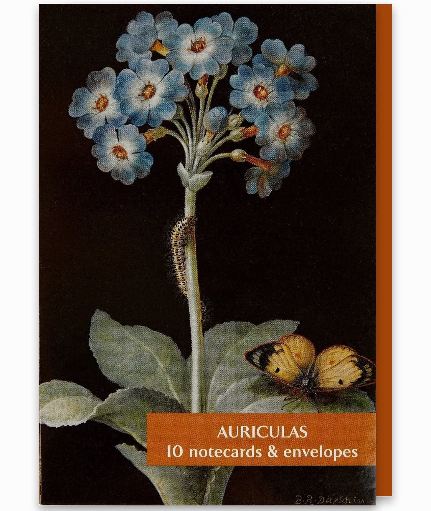 Fitzwilliam Museum Auriculas Flower Collection Blank Notecard Pack University of Cambridge (2 Each of 5 Designs)