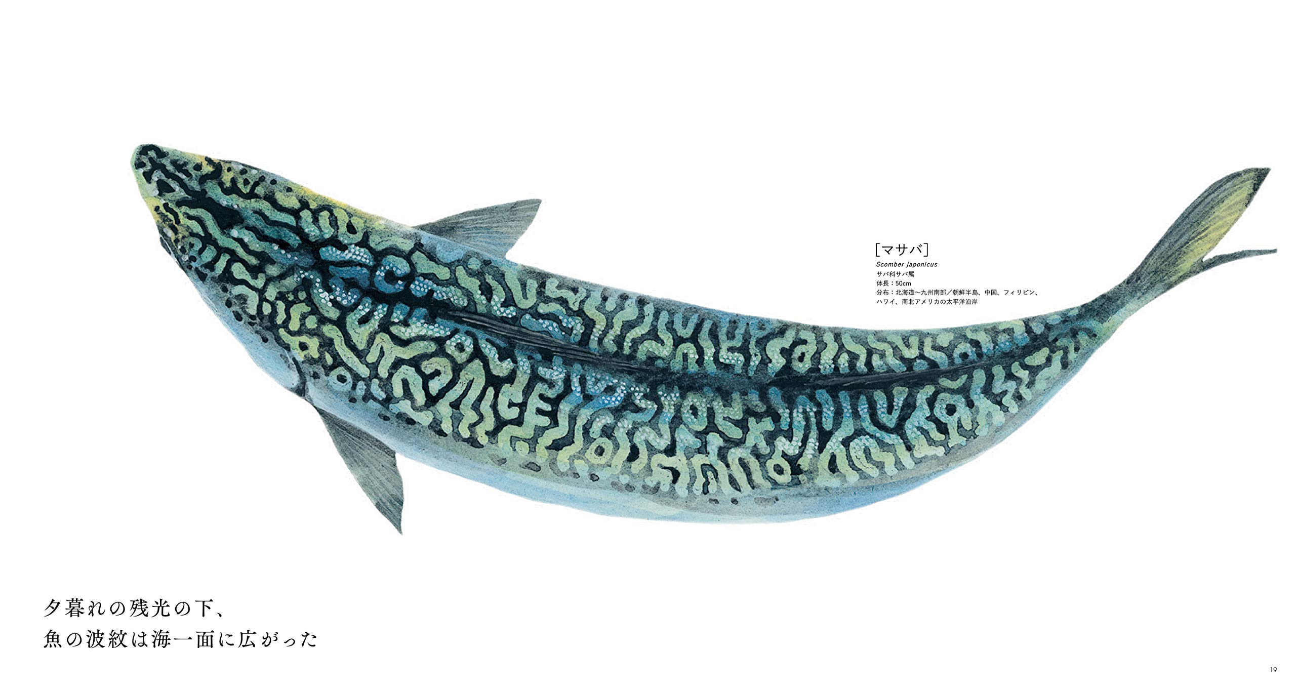 The Fish 魚と出会う図鑑 長嶋祐成 本 通販 Amazon