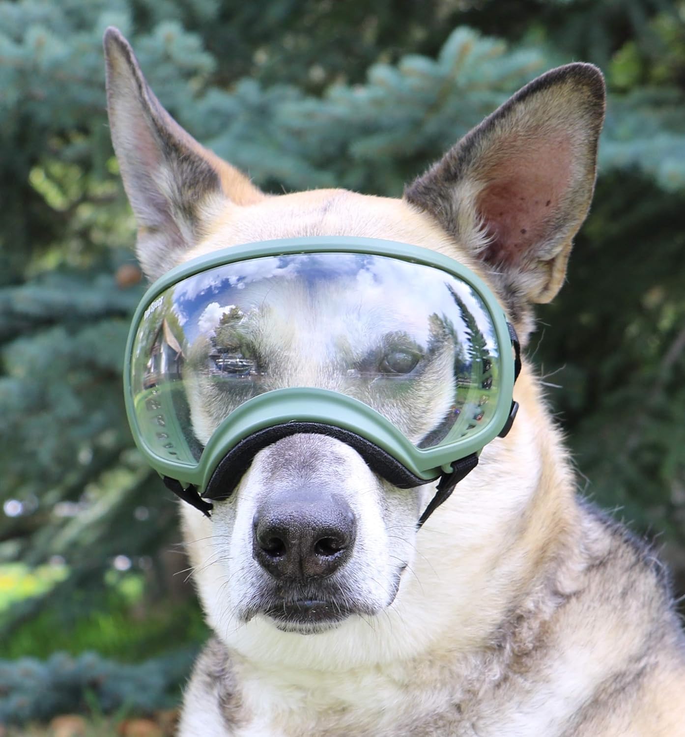 measured dog food dispenser