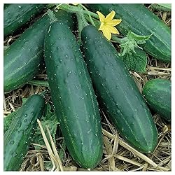 Everwilde Farms - 1 Oz Spacemaster Cucumber Seeds