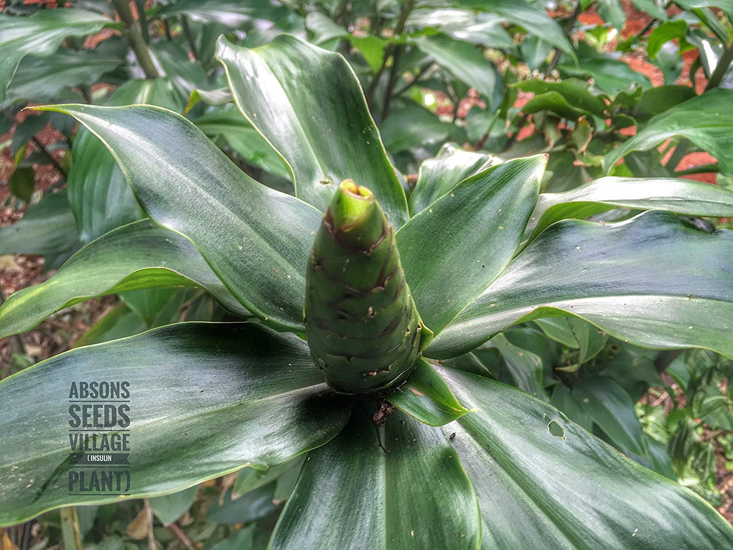 Which Is The Best Livebest 5 Step Ladder