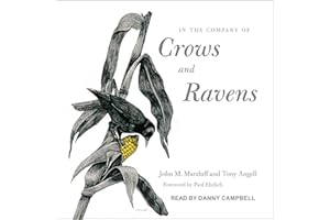 In the Company of Crows and Ravens