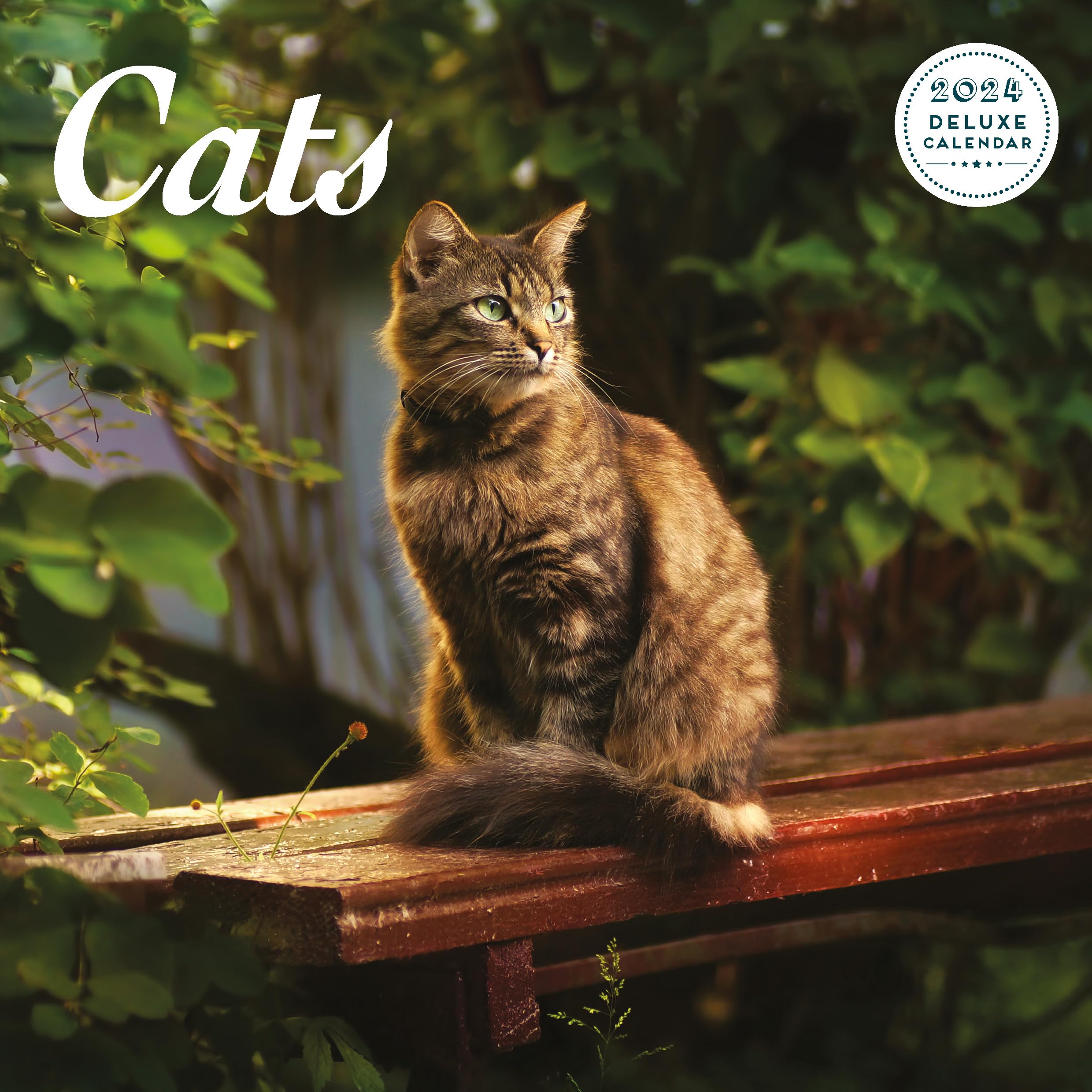 Cat Deluxe 2024 Calendar