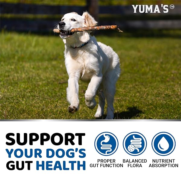 PROBIOTICS FOR DOGS AND DIGESTIVE ENZYMES – 170 DOG PROBIOTICS CHEWS – DOG PROBIOTIC – ANTI DIARRHEA, UPSET STOMACH & GAS RELIEF, CONSTIPATION, CANINE PREBIOTIC – PET FIBER SUPPLEMENT – GUT HEALTH